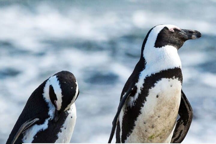 Garden Route 3-Day Tour & Robberg Nature Reserve from Cape Town photo 2