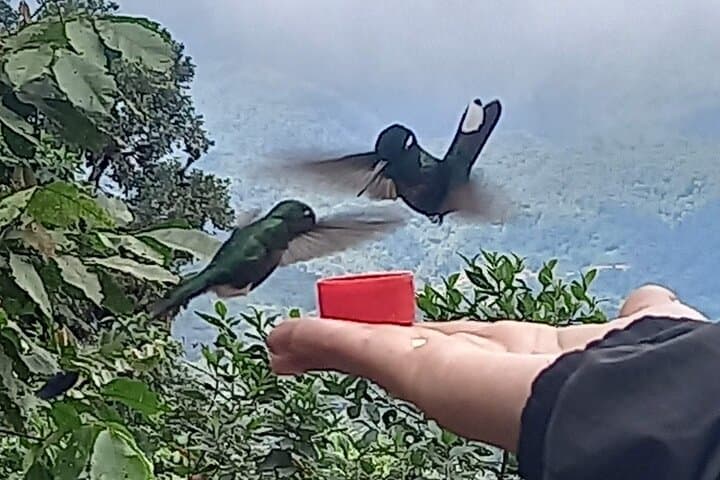 Mindo Cloud Forest Day Trip from Quito: Birdwatching, Waterfall & Zipline photo 2
