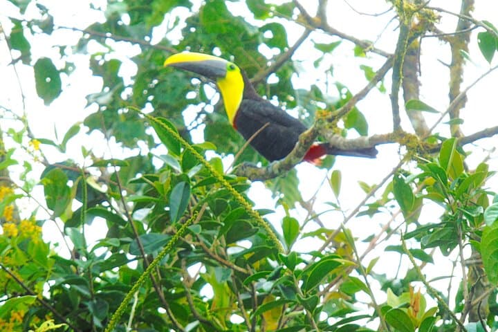 Mindo Cloud Forest Day Trip from Quito: Birdwatching, Waterfall & Zipline photo 6