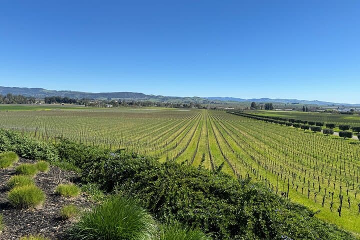 Private 6-Hour Napa and Sonoma Wine Tour in a Luxury SUV photo 4