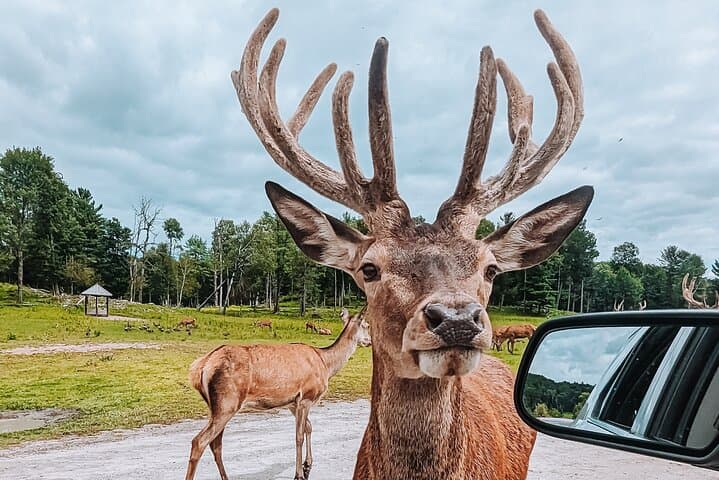 Private Parc Omega Wildlife Drive from Ottawa with Hotel Transfer photo 5