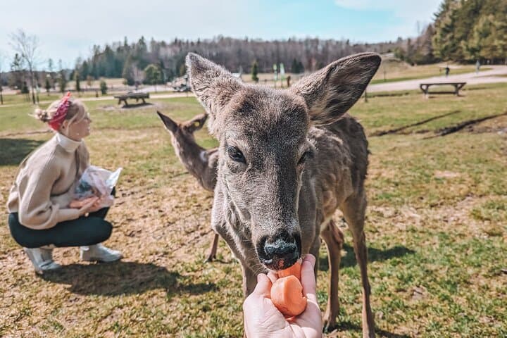Private Parc Omega Wildlife Drive from Ottawa with Hotel Transfer photo 6