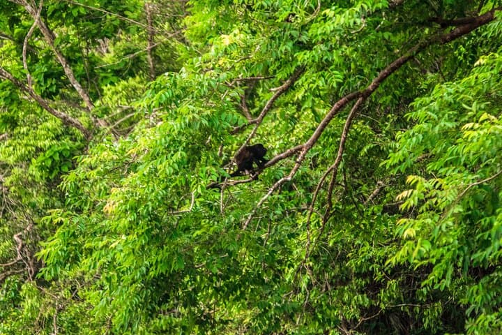 Gatun Lake Eco Adventure: Aerial Tram, Monkey Island & Sloth Sanctuary photo 6