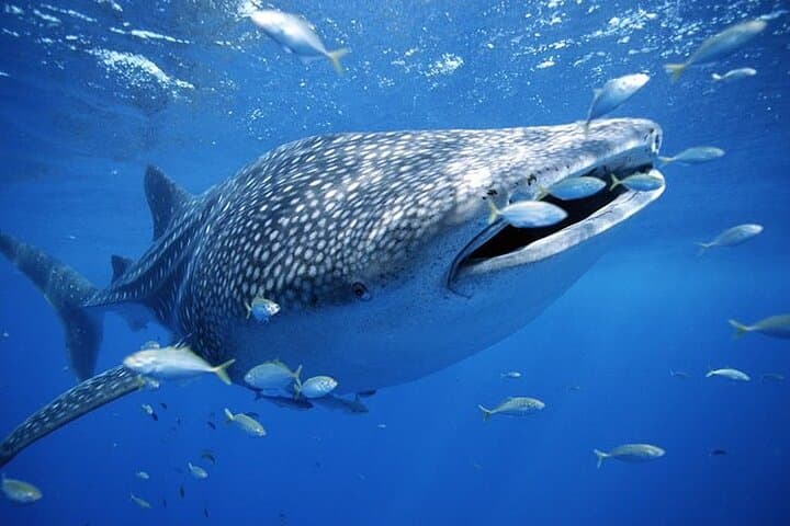 Oslob Whale Shark Swim, Sumilon Sandbar & Tumalog Falls — Full-Day Guide