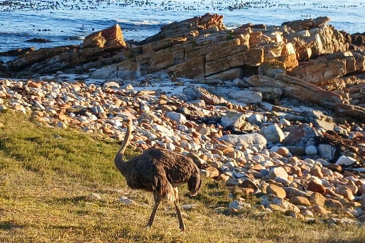 Table Mountain to Cape Point: Full-Day Shared Tour with Boulders Penguins photo 4