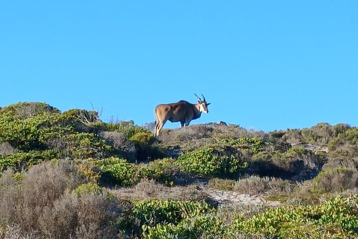 Table Mountain to Cape Point: Full-Day Shared Tour with Boulders Penguins photo 6