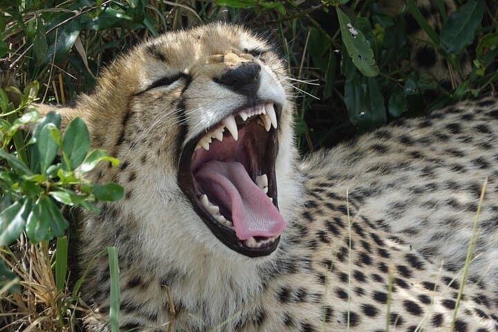 5-Day Kenya Safari: Lake Naivasha, Lake Nakuru & Masai Mara Big-Five Expedition photo 6