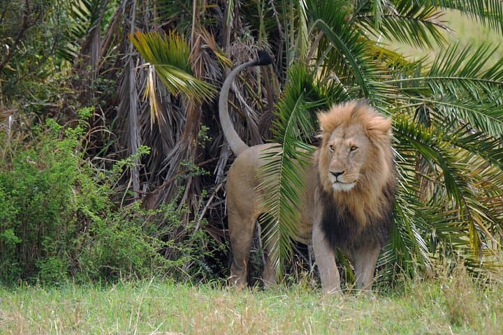 5-Day Kenya Safari: Lake Naivasha, Lake Nakuru & Masai Mara Big-Five Expedition