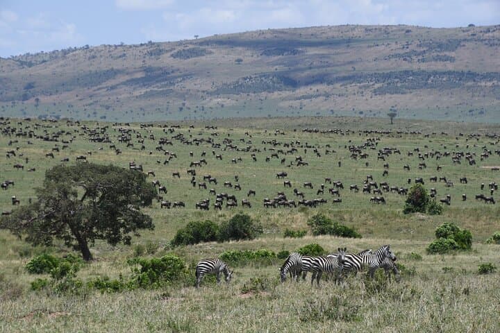 5-Day Kenya Safari: Lake Naivasha, Lake Nakuru & Masai Mara Big-Five Expedition photo 2