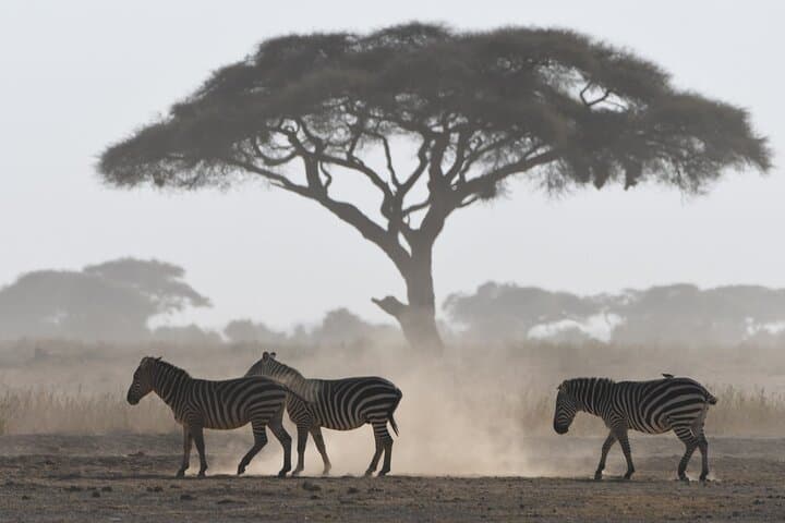 5-Day Kenya Safari: Lake Naivasha, Lake Nakuru & Masai Mara Big-Five Expedition photo 3