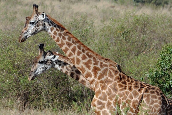 5-Day Kenya Safari: Lake Naivasha, Lake Nakuru & Masai Mara Big-Five Expedition photo 4