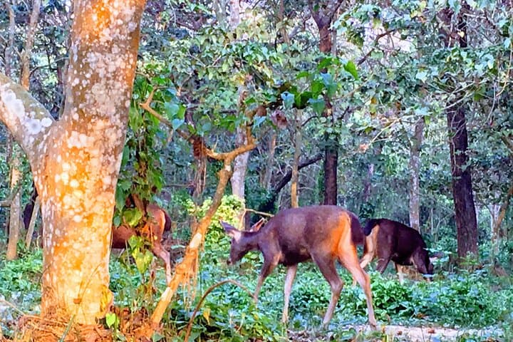 Full-Day Jeep Safari, Canoe & Jungle Walk in Chitwan National Park photo 6