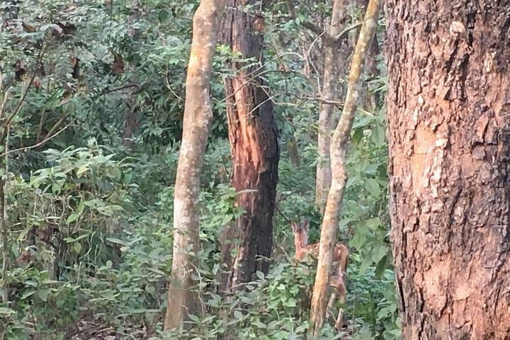 Full-Day Jeep Safari, Canoe & Jungle Walk in Chitwan National Park photo 5