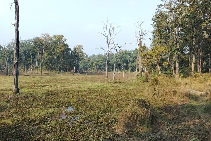 Full-Day Jungle Walk in Chitwan National Park: Guided Wildlife Trek from Sauraha photo 3