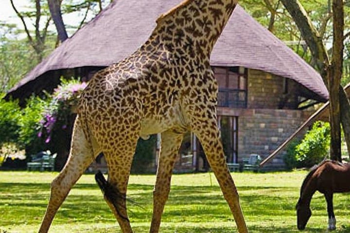 4-Day Masai Mara Safari by 4x4 Jeep: Best Game Drives, Logistics & Tips photo 3