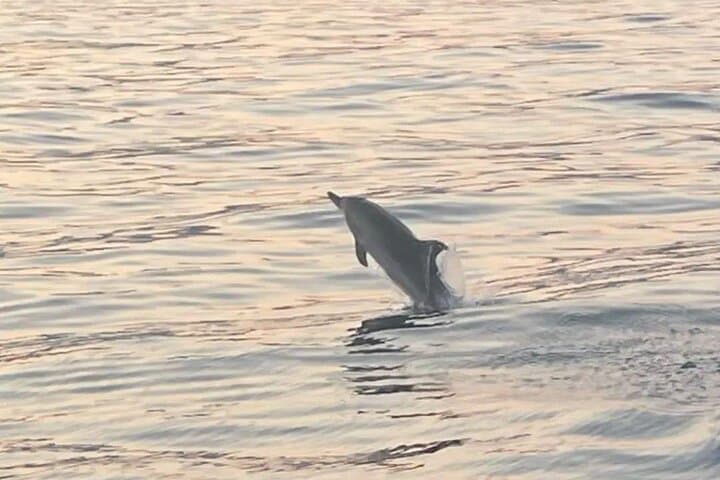 Taormina Dolphin Cruise: 2-Hour Boat Tour from Giardini Naxos photo 4