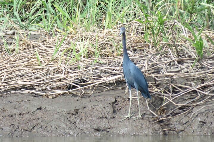 Palo Verde Boat Wildlife Tour — Tempisque River Birding & Crocodile Sightseeing photo 3