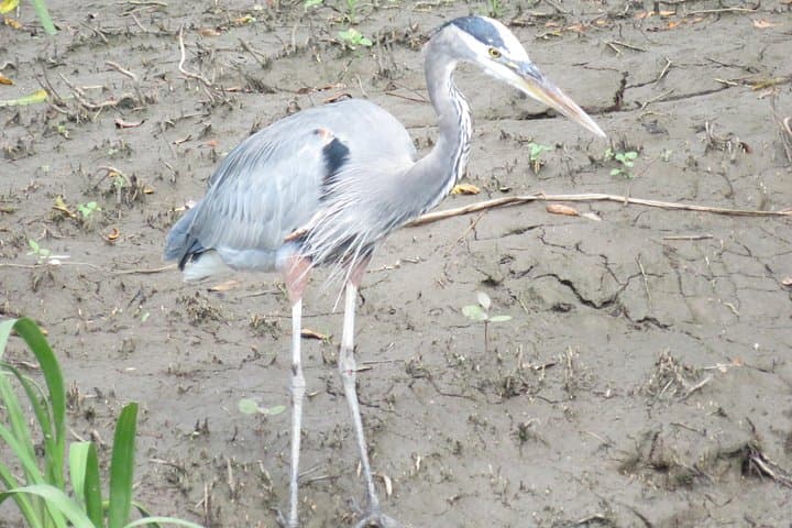 Palo Verde Boat Wildlife Tour — Tempisque River Birding & Crocodile Sightseeing photo 4