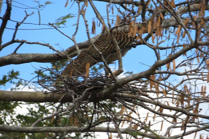 Palo Verde Boat Wildlife Tour — Tempisque River Birding & Crocodile Sightseeing photo 5