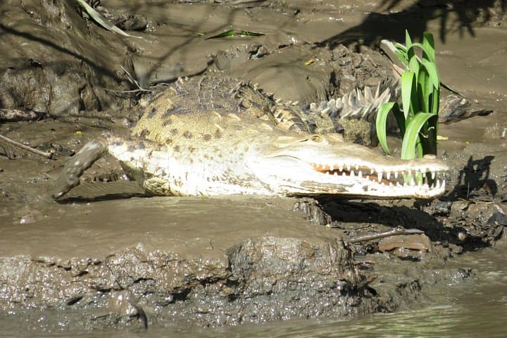 Palo Verde Boat Wildlife Tour — Tempisque River Birding & Crocodile Sightseeing