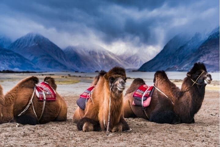 6-Day Leh Ladakh Private Tour: Nubra, Pangong & High Passes photo 4