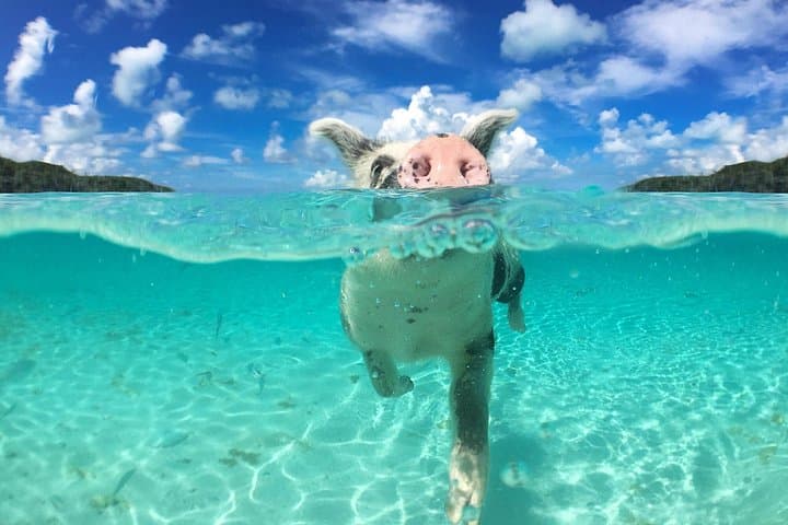 Athol Island Swimming Pigs and Snorkeling Adventure — Glass-Bottom Boat Tour photo 1