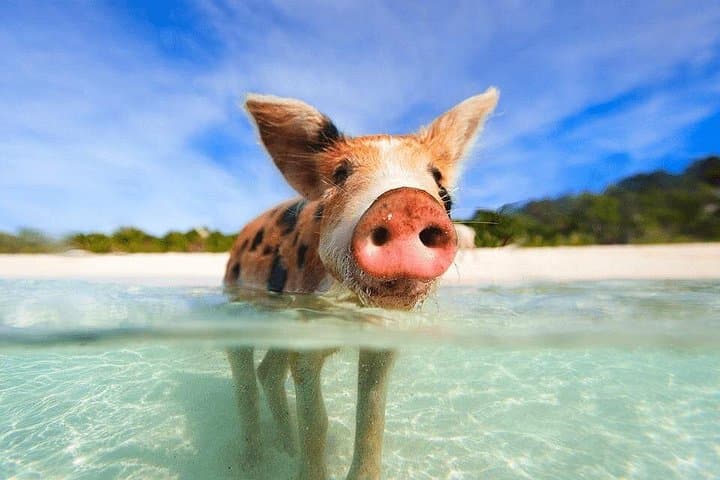 Athol Island Swimming Pigs and Snorkeling Adventure — Glass-Bottom Boat Tour photo 2