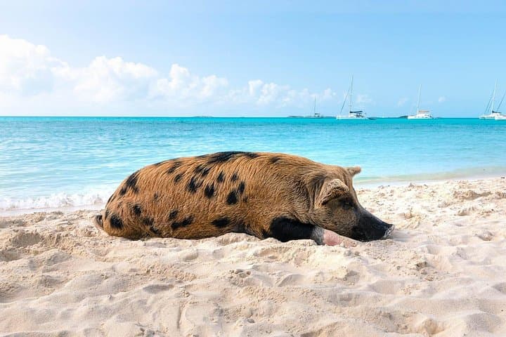 Athol Island Swimming Pigs and Snorkeling Adventure — Glass-Bottom Boat Tour photo 3