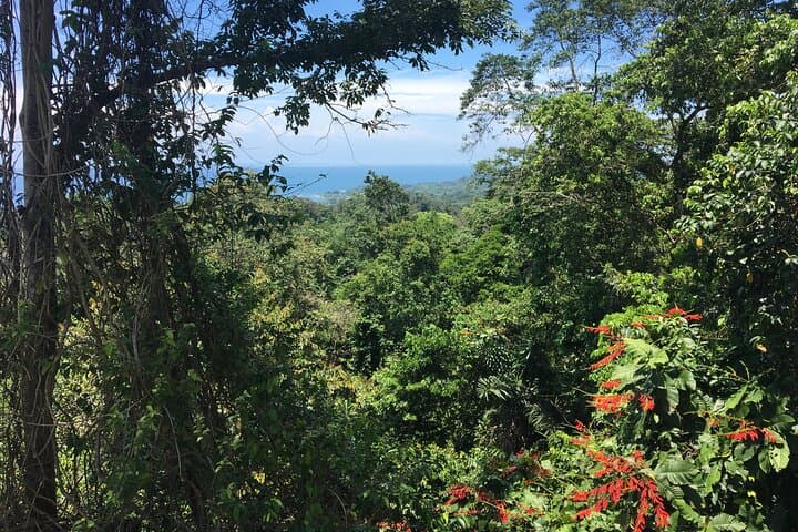 Arenal Hanging Bridges, Hot Springs & Dinner: La Fortuna Day Tour photo 2
