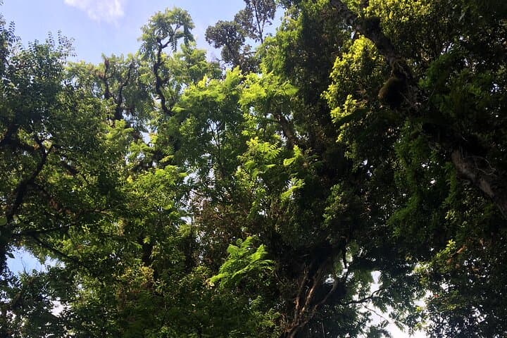 Arenal Hanging Bridges, Hot Springs & Dinner: La Fortuna Day Tour photo 4