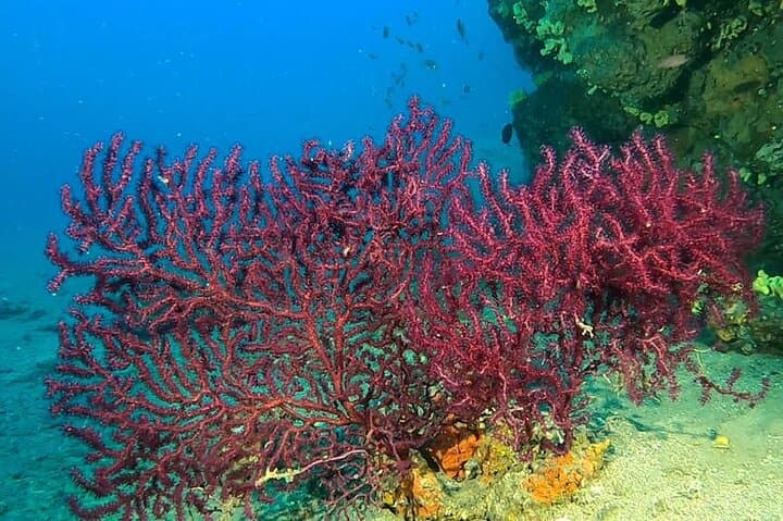 Certified Shore Dive in Polignano a Mare — 2‑Hour Guided Scuba with Photos photo 6