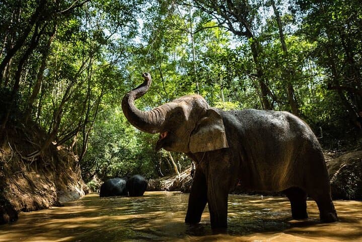 Angkor Wat Temples and Kulen Elephant Forest Day Tour — Siem Reap Cultural & Wildlife Day Trip photo 3