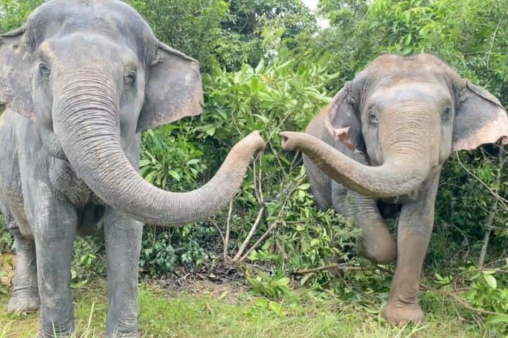 Angkor Wat Temples and Kulen Elephant Forest Day Tour — Siem Reap Cultural & Wildlife Day Trip photo 4