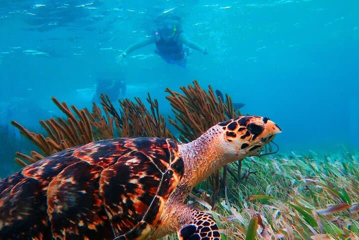 Snorkel Puerto Morelos: Great Maya Reef Day Trip with Town Walk & Beach Lunch photo 3