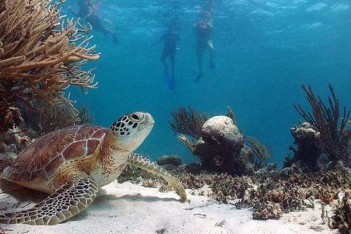 Akumal Reef Snorkel: Swim with Sea Turtles from the Riviera Maya photo 2