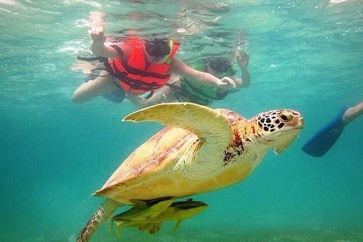Akumal Reef Snorkel: Swim with Sea Turtles from the Riviera Maya photo 3