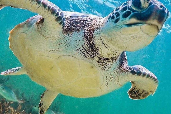 Akumal Reef Snorkel: Swim with Sea Turtles from the Riviera Maya photo 4