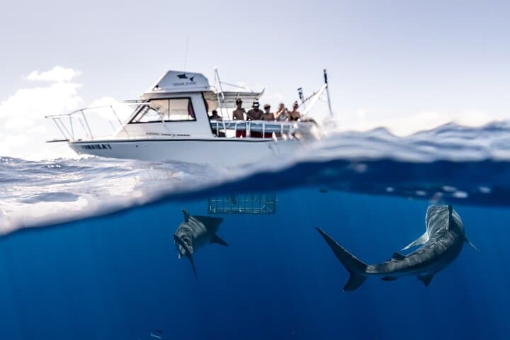 Shark Cage Diving North Shore Oahu: Cage Tours with Galapagos & Sandbar Sharks photo 2