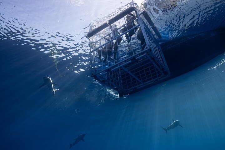 Shark Cage Diving North Shore Oahu: Cage Tours with Galapagos & Sandbar Sharks photo 4