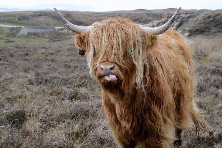 Pentland Hills Hike: Discover Edinburgh’s Wild Hills with a Local Guide photo 3