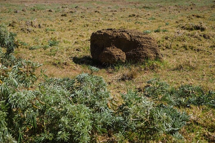 Private Full-Day Poike Peninsula Hike on Easter Island (Rapa Nui) photo 6