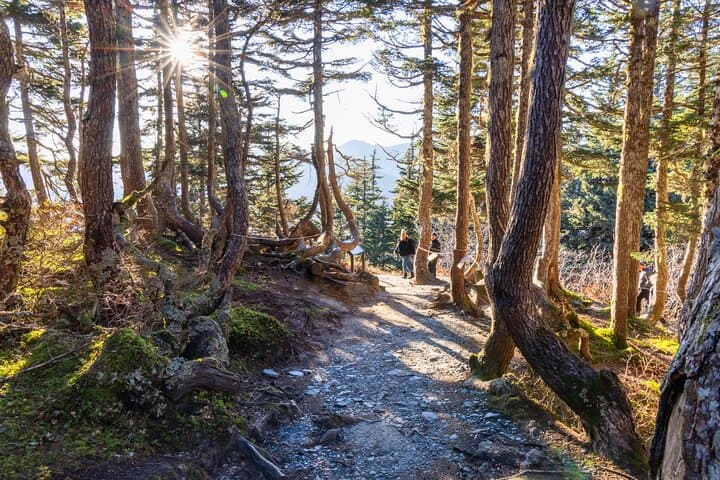 Juneau Trails and Ale: Mount Roberts Tram, Totem Loop & Beer Garden photo 5