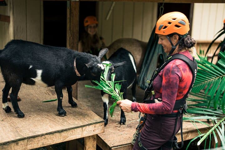 Maui Zipline Eco Adventure: 8 Lines Through the Jungle on Hana Highway photo 5