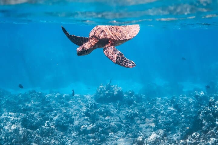 Ka'anapali Morning Express Snorkel: 2-5-Hour Turtle and Reef Adventure photo 2