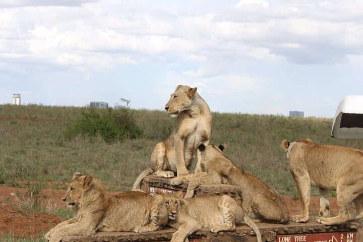 4-Day Private Maasai Mara Safari — Big Five, Migration & Maasai Culture photo 2
