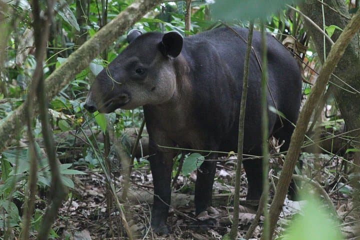 Corcovado National Park Hike from Uvita — San Pedrillo Day Trek photo 2