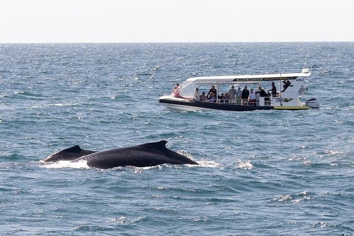 High-Speed Whale Watching in Mooloolaba: Sunshine Coast Humpback Safari photo 3