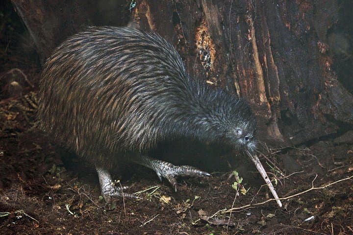 Tawharanui Nocturnal Wonders: Kiwi Spotting & Stargazing near Auckland