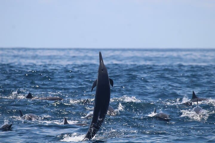 Whale-Watching & Snorkel Combo at Marino Ballena National Park — From Uvita photo 3