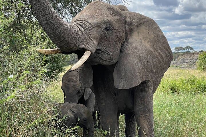 Tarangire Day Safari from Arusha — Baobabs, Elephants & River-Wood Drives